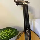 عود مصري