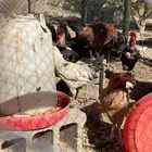 ديوك بلدي نضيفه للي يبيها جمله