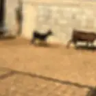 عنز والد جنوبيه 2 جذعات عيون الجواء