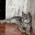 قطه ضايعه لونا