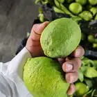 ليمون حائل الموسمي توصيل للمنزل