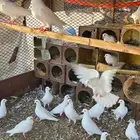 حمام فرنسي سوبر جامبو منتج