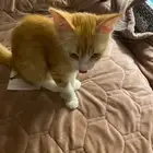 قطة للتبني