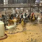 دجاج بلدي