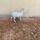 عنز جنوبي هجين مع قزمي مضرع سبق لها الانتاج