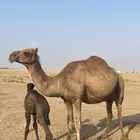 أبل للبيع ماشاءالله تبارك الله