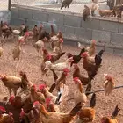 القصيم الاسياح