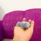 فروخ كويكر إنتاج محلي(تم البيع)