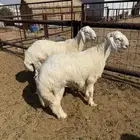 للبيع طليان حريات مشاريع فحول