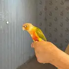 كنيور للبيع الليف وعمره صغير