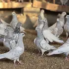 حمام باكستاني سليطي