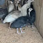 للبيع دجاج رومي