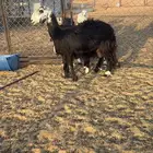 نعجه تحتها خروف