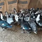 بط بلدي للبيع