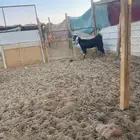 جمدة