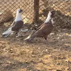 للبيع حمام شامي