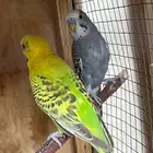 ذكرين بادجي