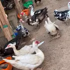 بط مسكوفي للبيع جامبو