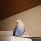 ببغاء روز
