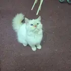 شيرازى انثى للتبنى