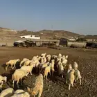 رخال وطليان حري