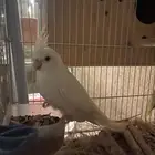 زوج كروان منتج