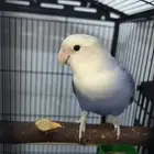 طير روز اليف