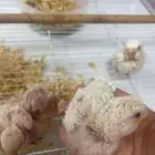 الدمام حي عبدالله فؤاد