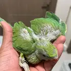 فرخ دره ( تم البيع الله يبارك لراعيه )