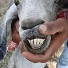 معزا ثلاث مضاريع