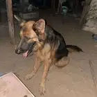 كلبة جيرمن للبدل بكلب أو كلبة تنفع للحراسة