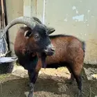 ماعز قزمي للبيع فحل ممتاز