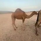 قعود