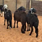 سواكن فاخر مرابي