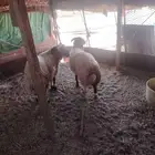 خروف فني 6شهر7شهر