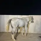 حصان جزيري بيور واهو