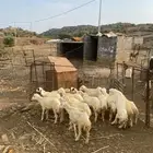 رخال وخرفان للبيع