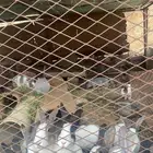 أرانب للبيع العدد 40 وسليمه شرط وكذالك محصنه