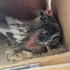 فرخ كروان هولندي ( تم البيع الله يبارك للمشتري )