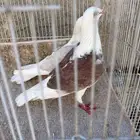 زاجل مكتف
