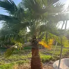 نخيل واشنطونيا