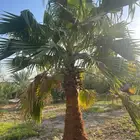 نخيل زينة واشنطونيا