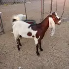 جفرة مضرع