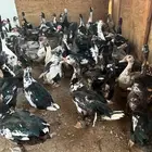 بط مسكوفي