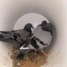 حمام زاجل صغار فروخ مذبوح جاهز ونظيف