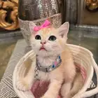 كيتن للبيع سكوتش ستريت
