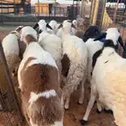 سواكن مرابي