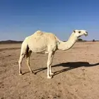 العشراء الي مبيوع ولدها