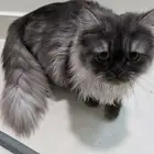 قطط