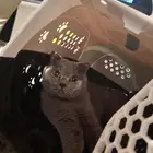 قط سكوشي